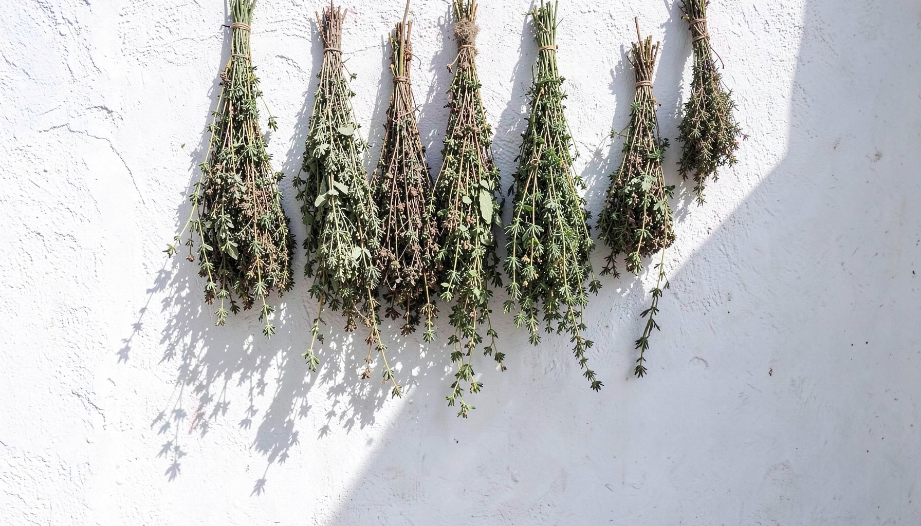 Bundles of dried herbs hanging against a sunlit whitewashed wall, soft sage greens and muted lavender tones