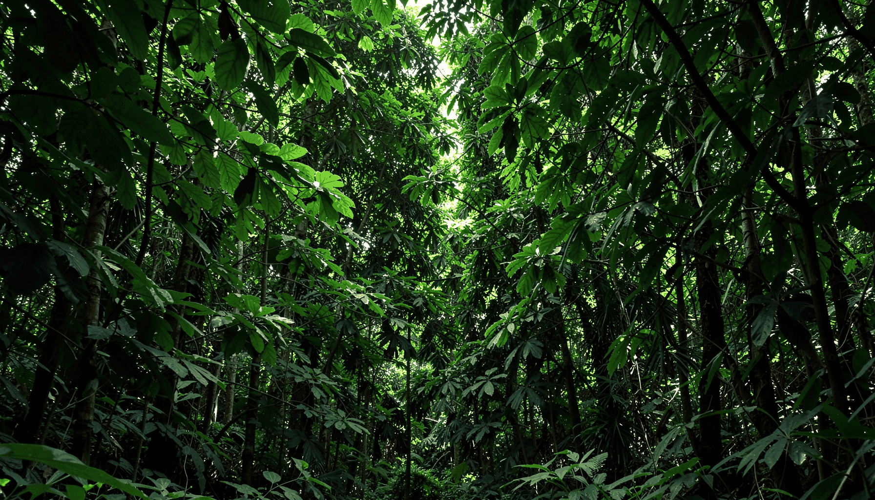 A dense canopy of broad green leaves with dappled sunlight breaking through, deep forest tones